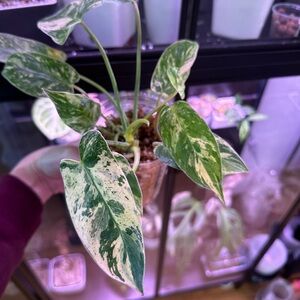 RESERVED FOR KRISTIN